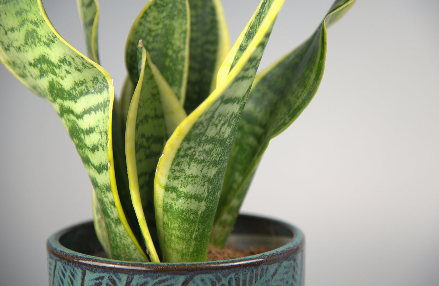 Sansevieria Futura Superba
