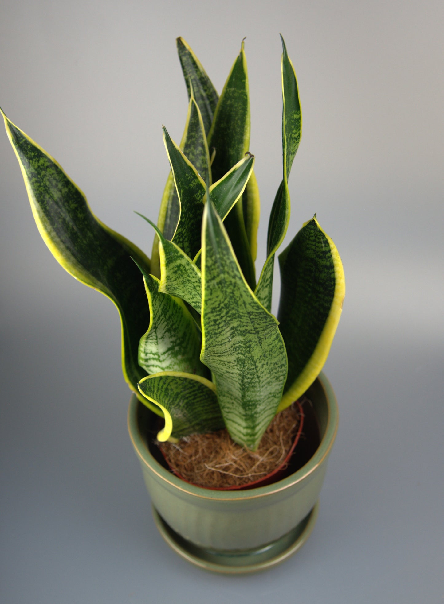 Sansevieria Futura Superba