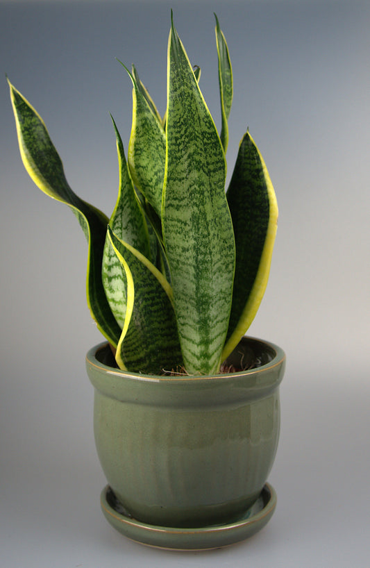 Sansevieria Futura Superba