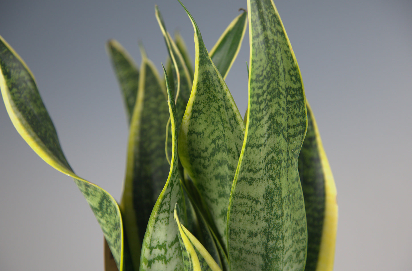 Sansevieria Futura Superba