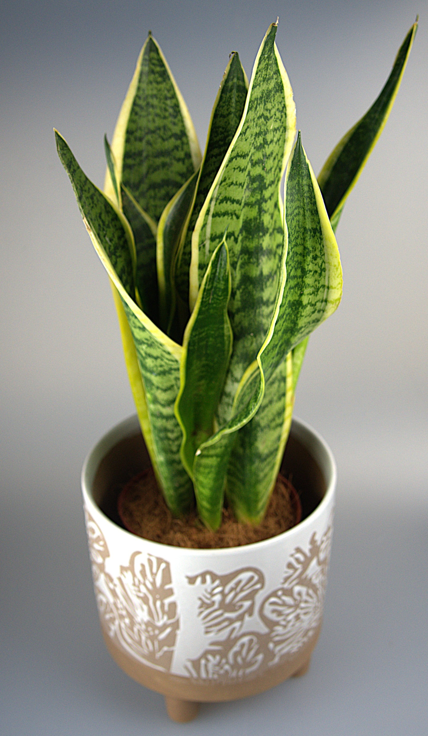 Sansevieria Futura Superba