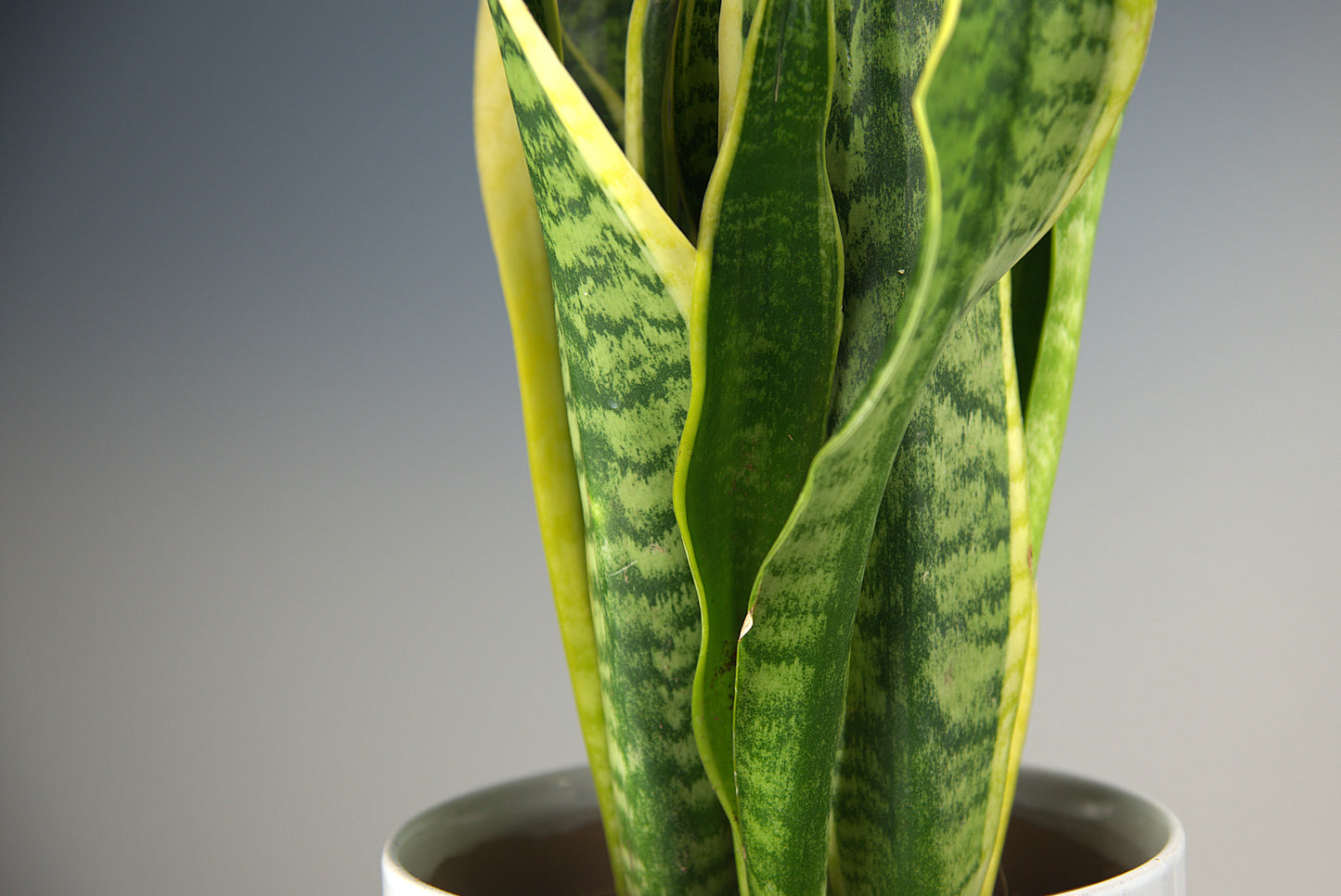 Sansevieria Futura Superba