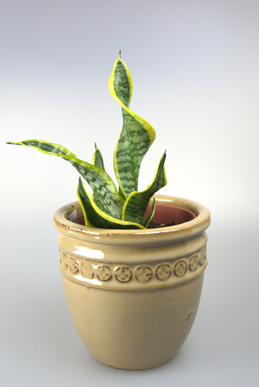 Sansevieria Twister Tsunami