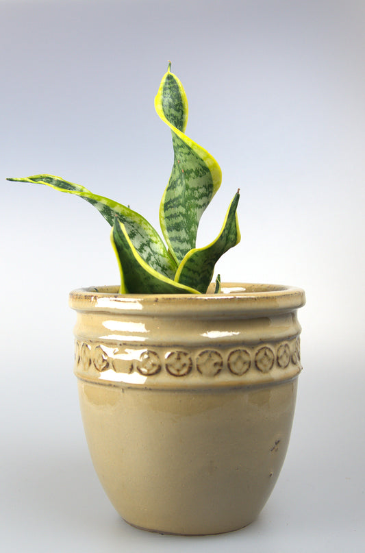 Sansevieria Twister Tsunami