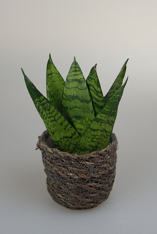 Sansevieria Zeylanica Fan