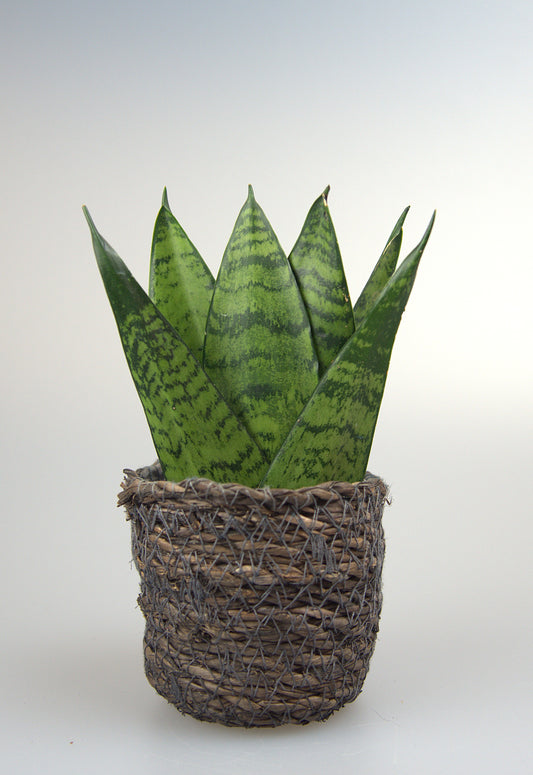 Sansevieria Zeylanica Fan