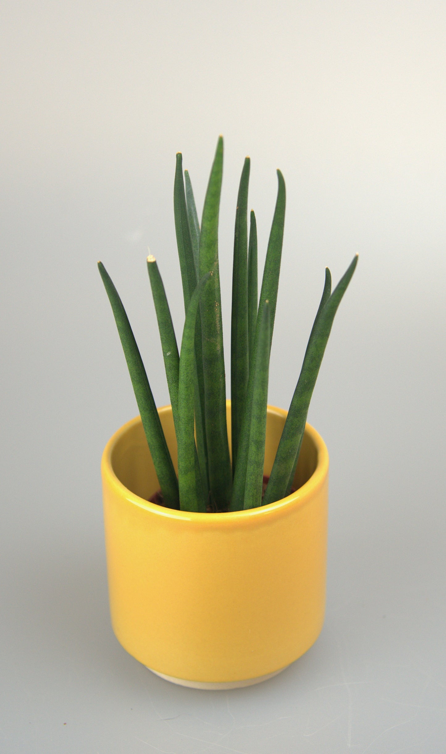 Sansevieria Bacularis Mikado