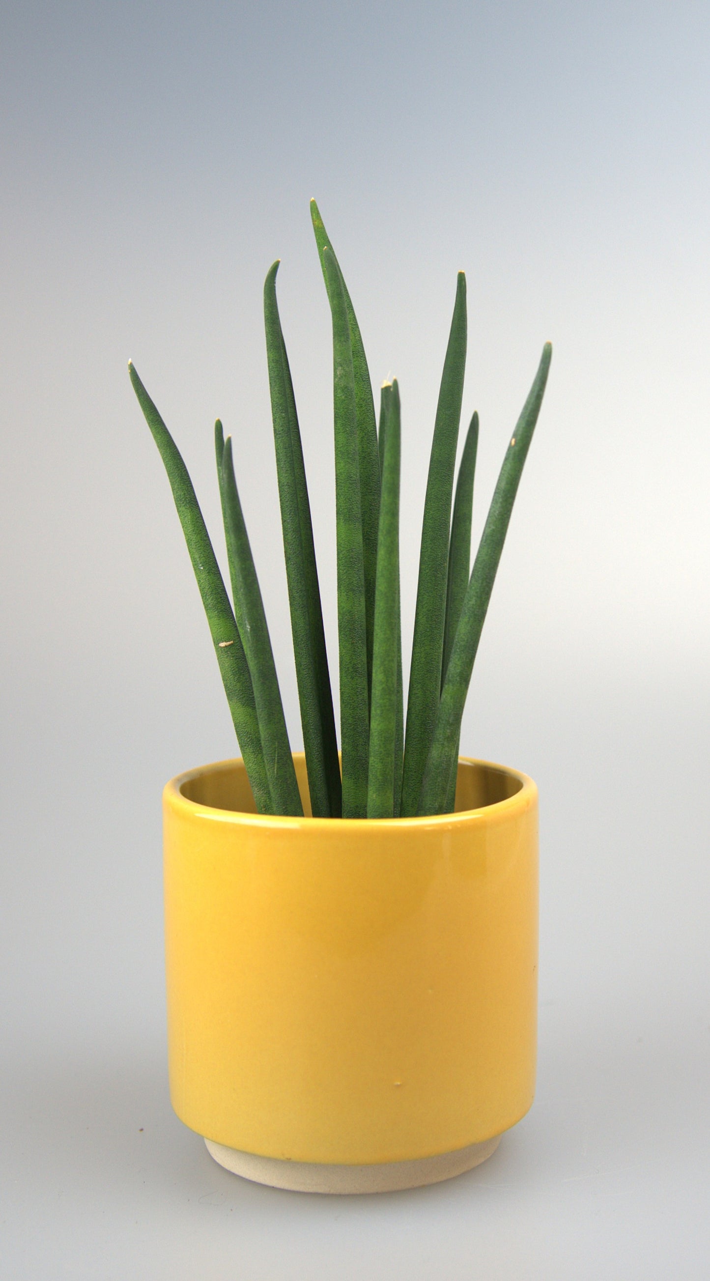 Sansevieria Bacularis Mikado