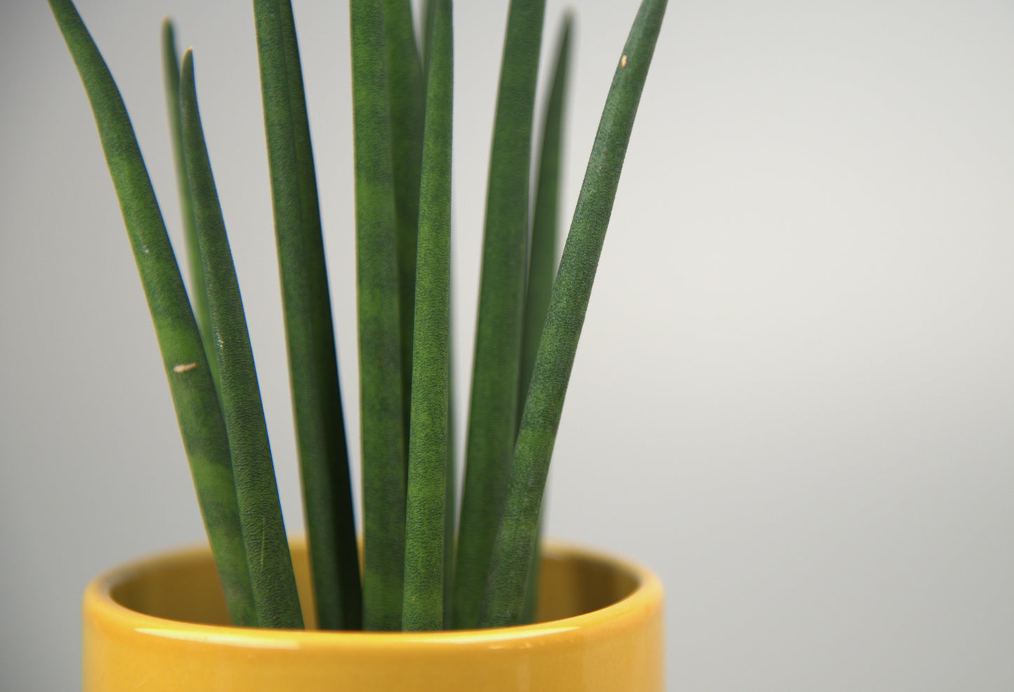 Sansevieria Bacularis Mikado