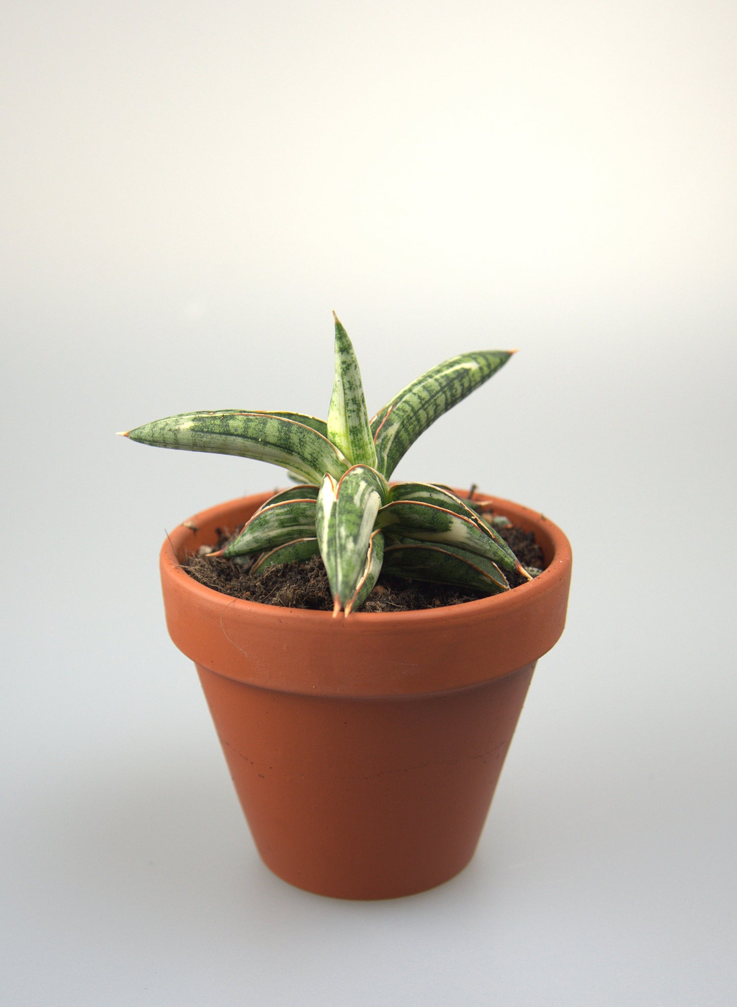 Sansevieria Blue Clone