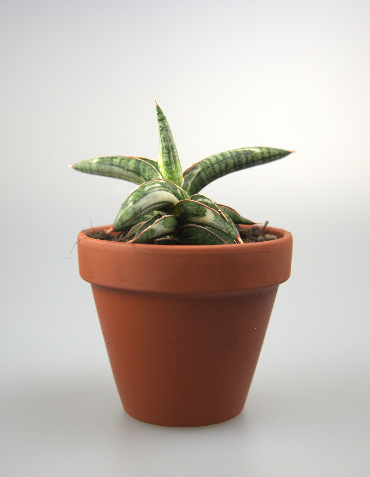 Sansevieria Blue Clone