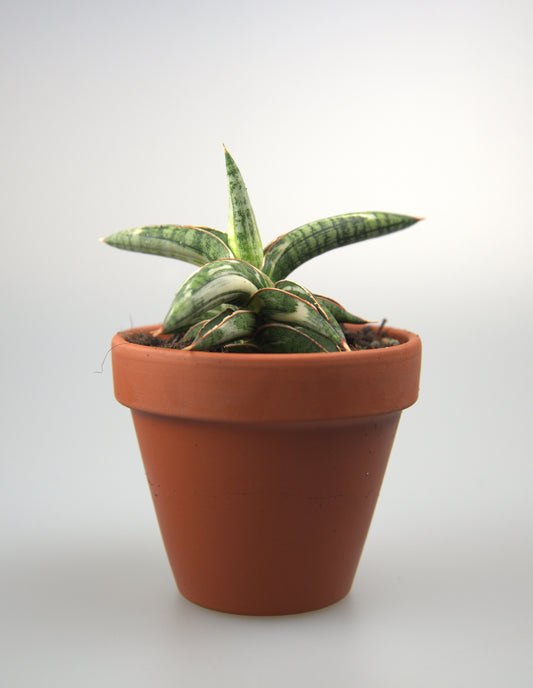 Sansevieria Blue Clone