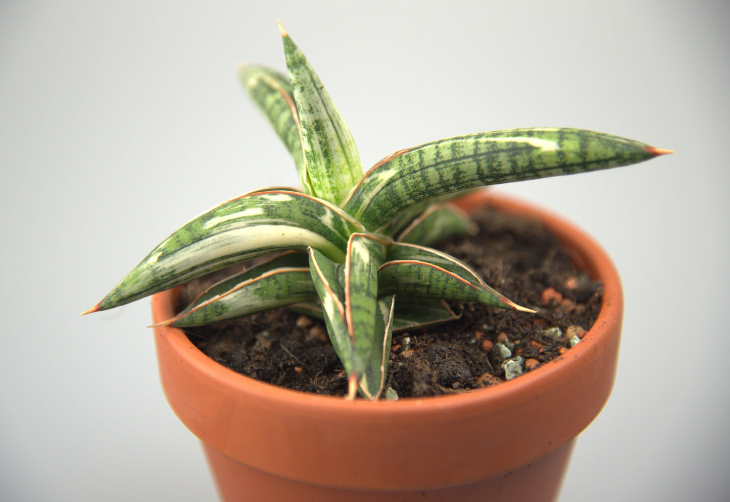 Sansevieria Blue Clone