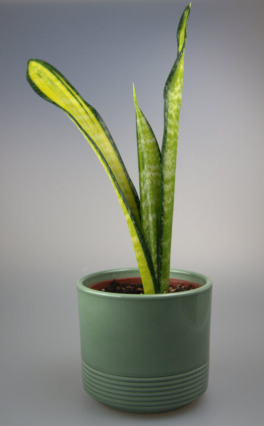 Sansevieria Trifasciata Forescate California