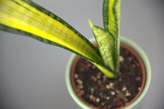 Sansevieria Trifasciata Forescate California