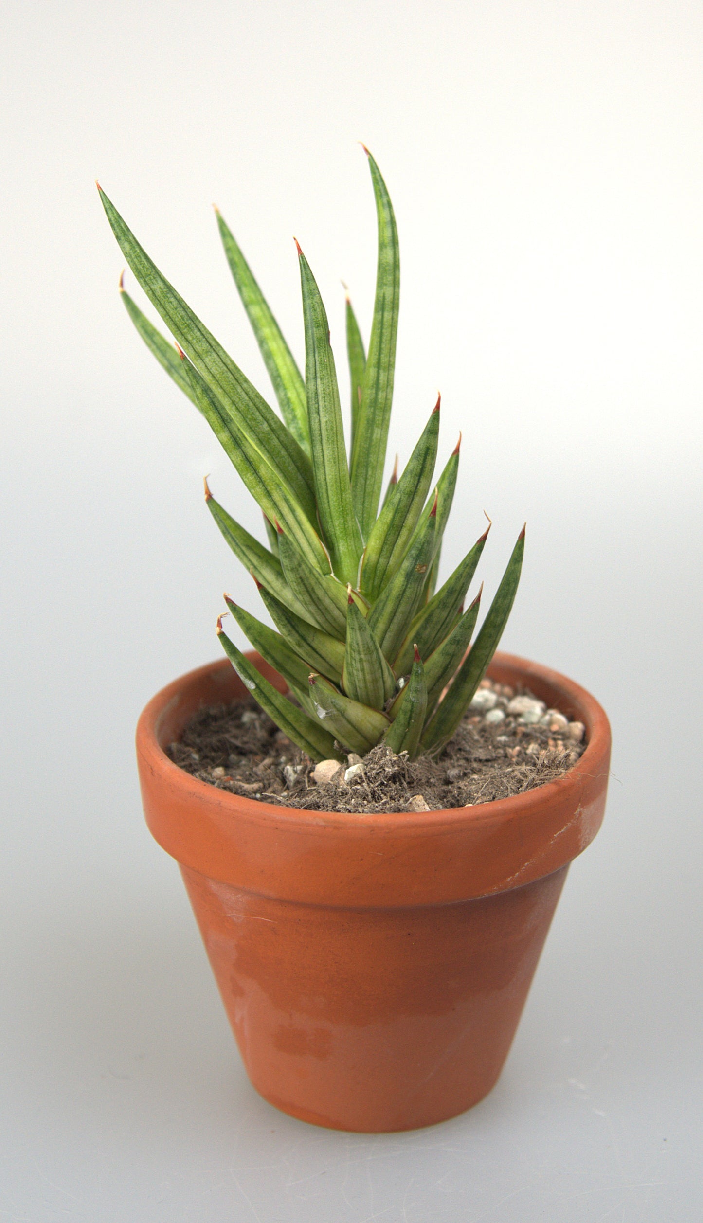 Sansevieria Francisii Yellow Variegated