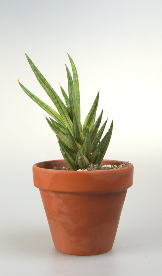 Sansevieria Francisii Yellow Variegated