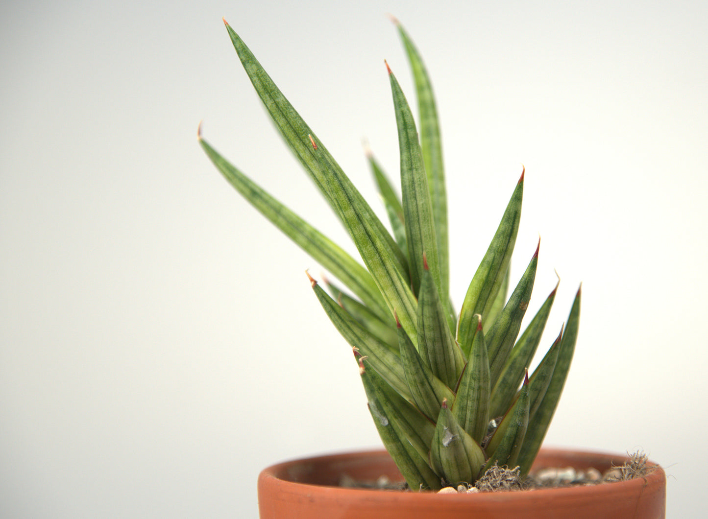 Sansevieria Francisii Yellow Variegated