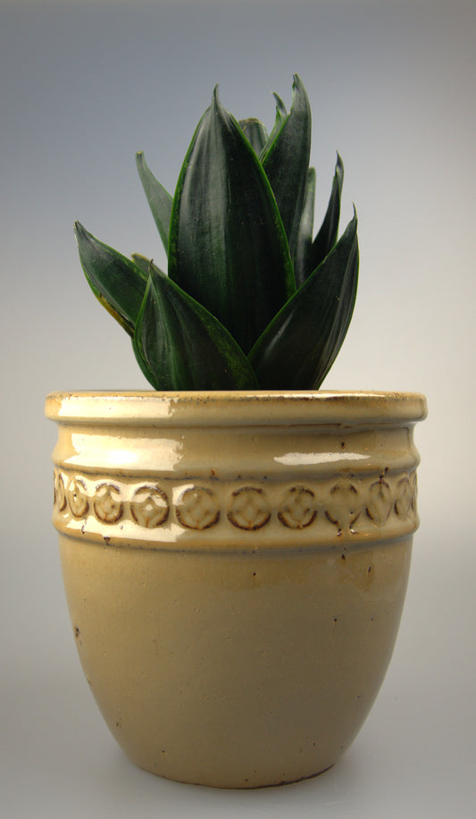 Sansevieria Trifasciata Hahnii Loops Pride