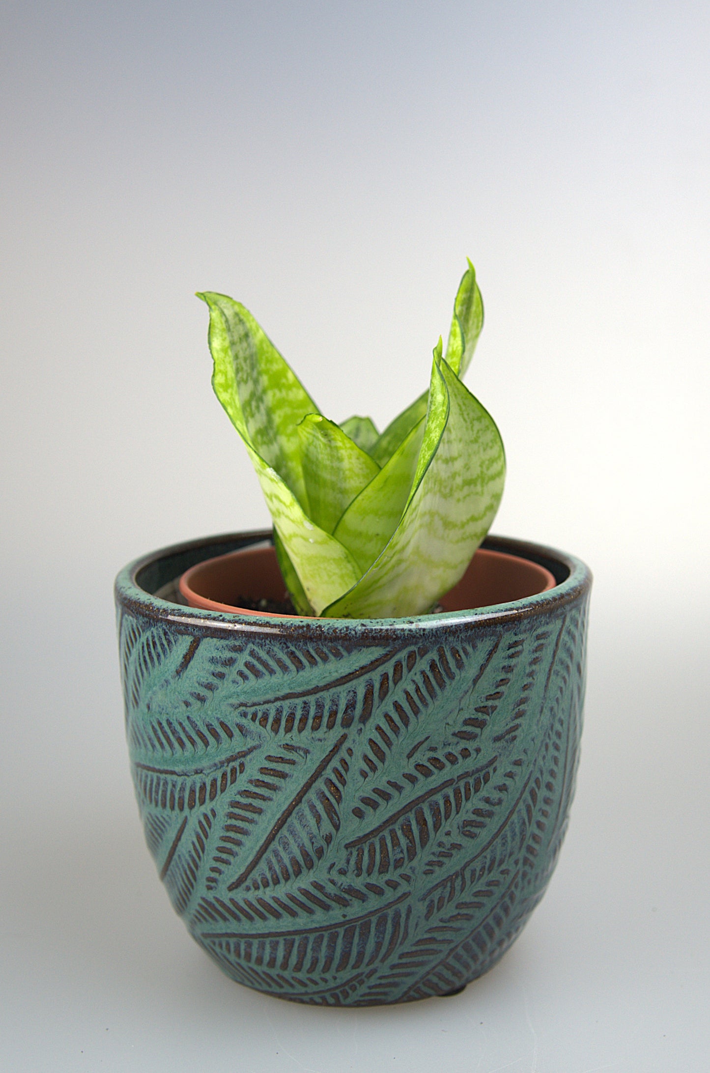 Sansevieria Hahnii Philippines Gold