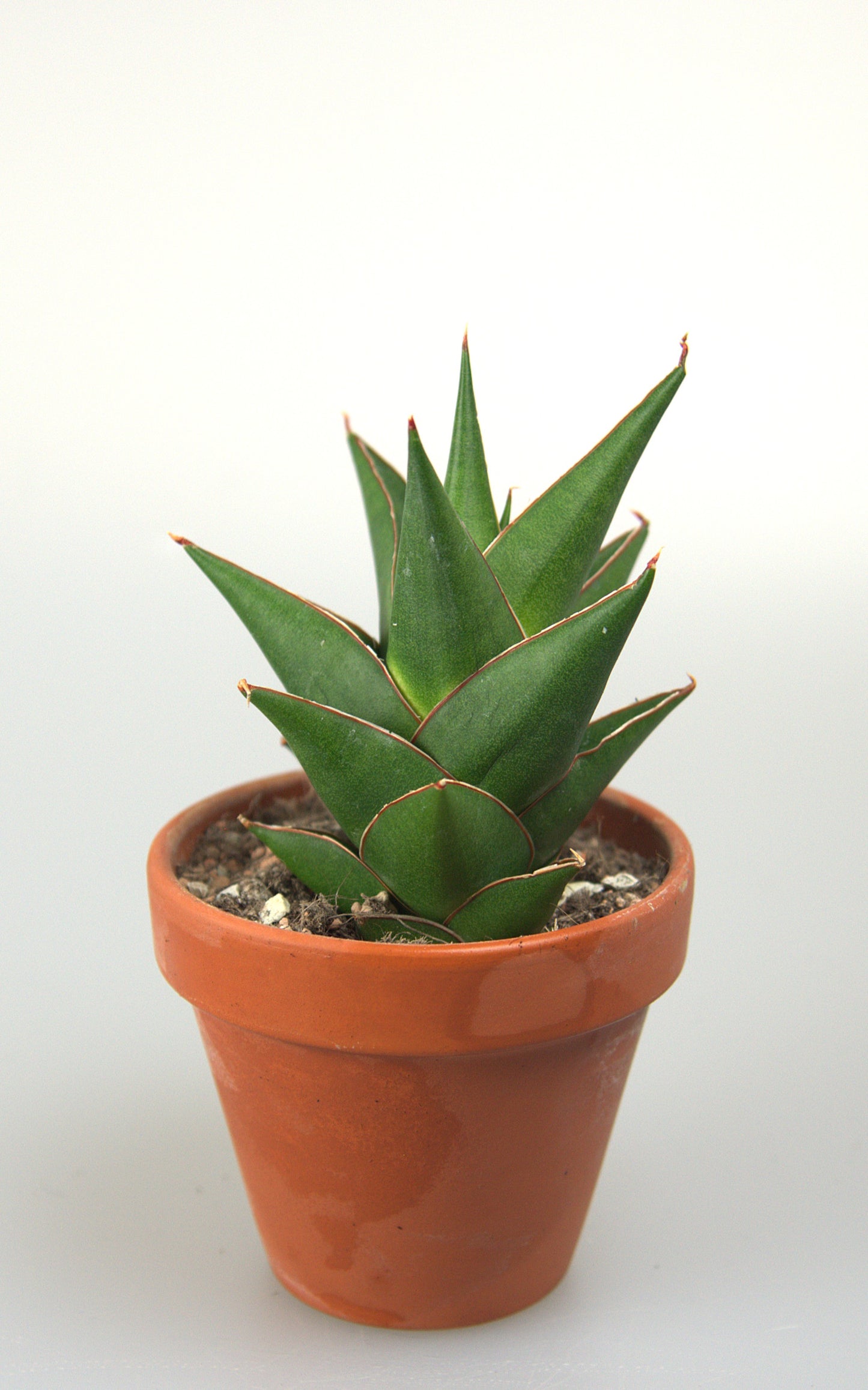 Sansevieria Hybrid Denjaka