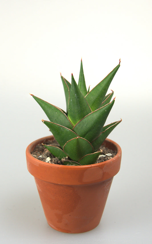 Sansevieria Hybrid Denjaka