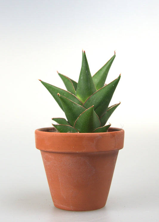 Sansevieria Hybrid Denjaka