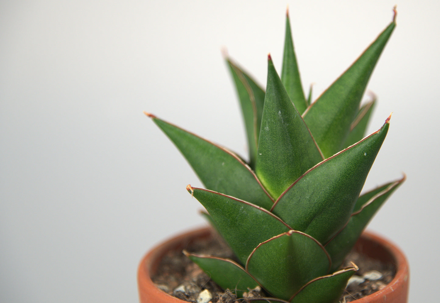 Sansevieria Hybrid Denjaka