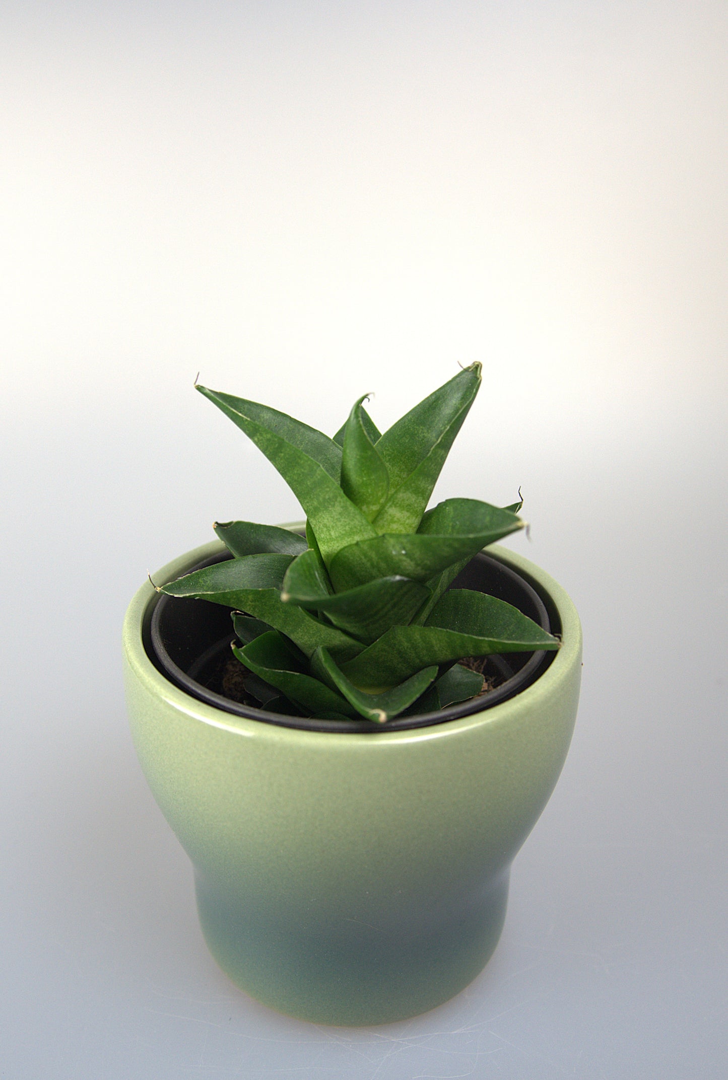 Sansevieria Hybrid Sheila