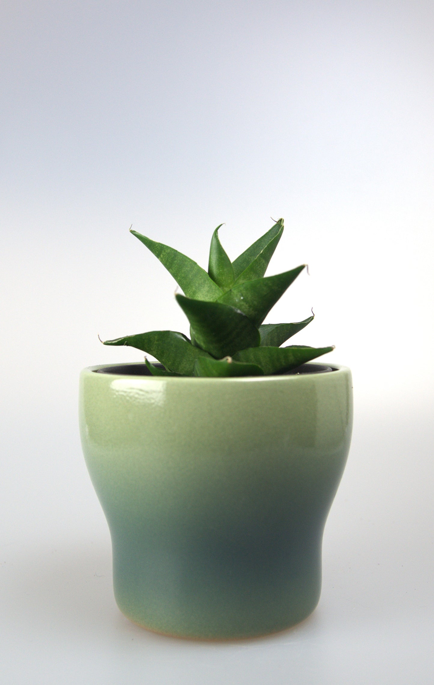 Sansevieria Hybrid Sheila
