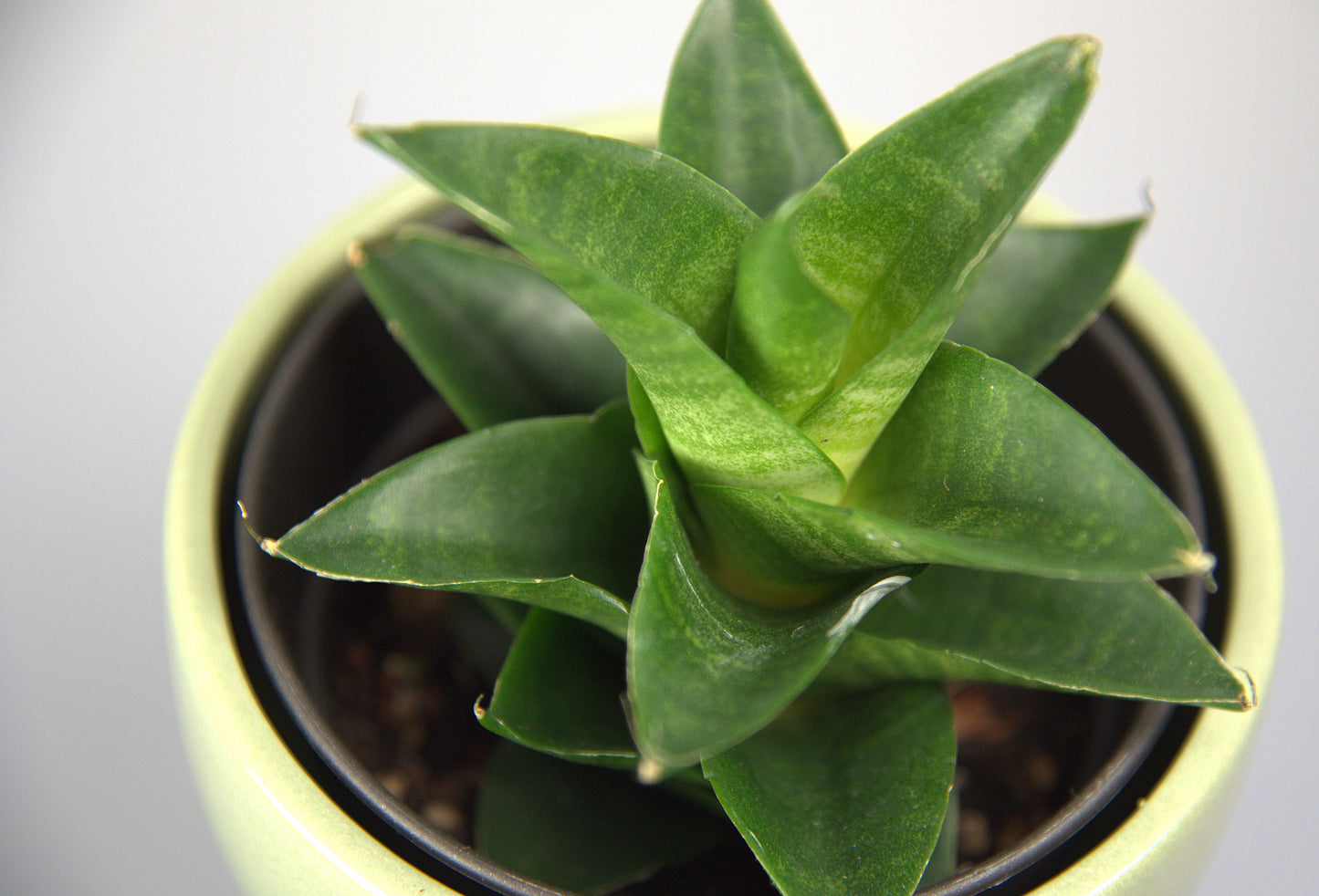 Sansevieria Hybrid Sheila