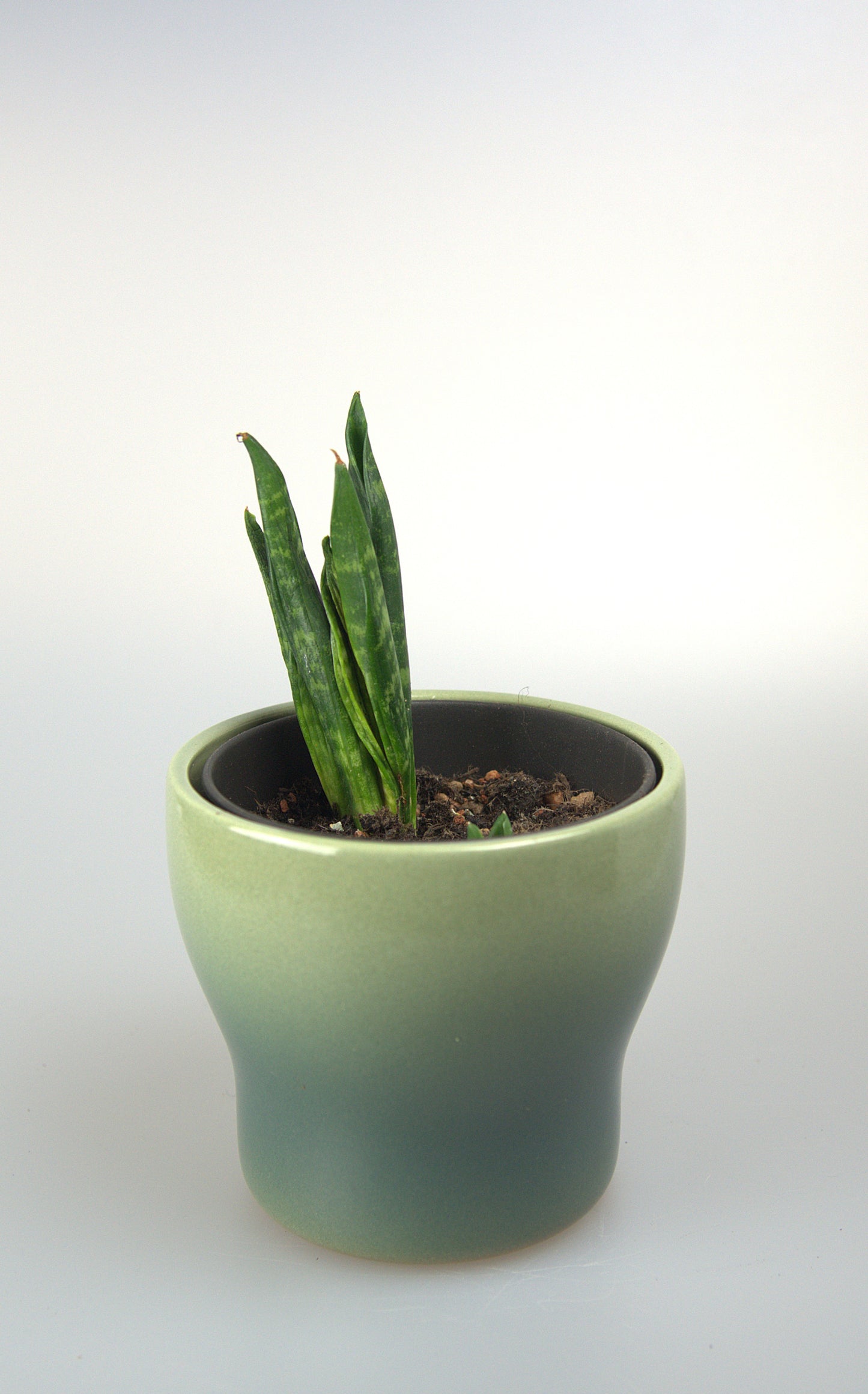 Sansevieria Trifasciata Hahnii Crested