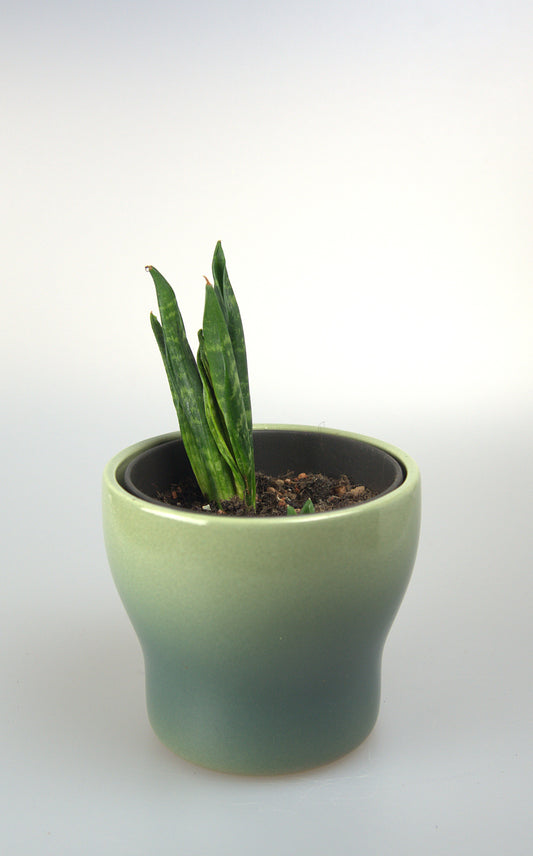 Sansevieria Trifasciata Hahnii Crested