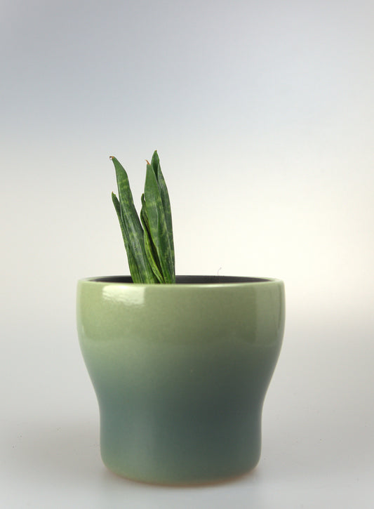 Sansevieria Trifasciata Hahnii Crested