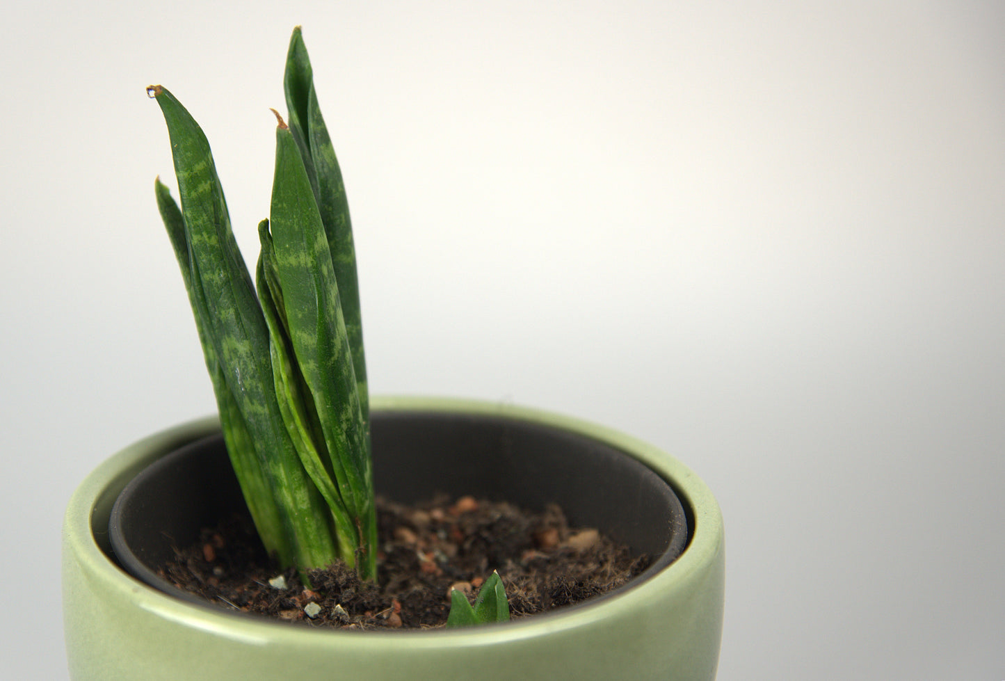 Sansevieria Trifasciata Hahnii Crested