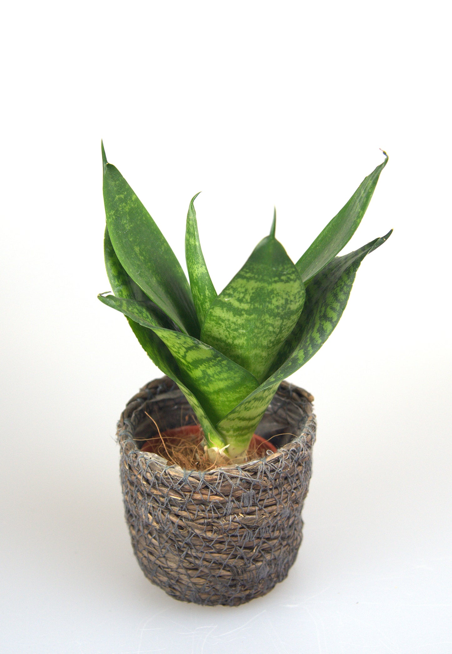 Sansevieria Trifasciata Hahnii Green