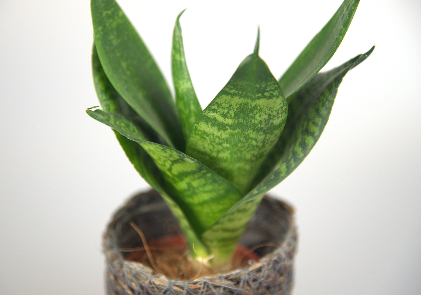 Sansevieria Trifasciata Hahnii Green